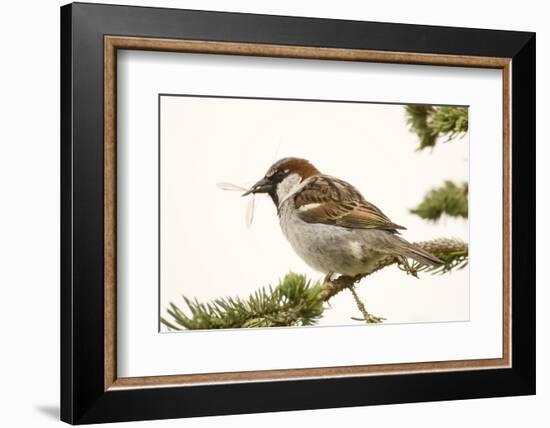 House sparrow sitting on a branch eating an insect. British Columbia, Canada.-Janet Horton-Framed Photographic Print