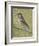 House Sparrow-Ruth Addinall-Framed Giclee Print