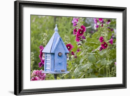 House Wren at Blue Nest Box Near Hollyhocks. Marion, Illinois, Usa-Richard ans Susan Day-Framed Photographic Print