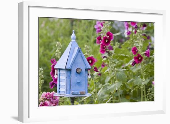 House Wren at Blue Nest Box Near Hollyhocks. Marion, Illinois, Usa-Richard ans Susan Day-Framed Photographic Print