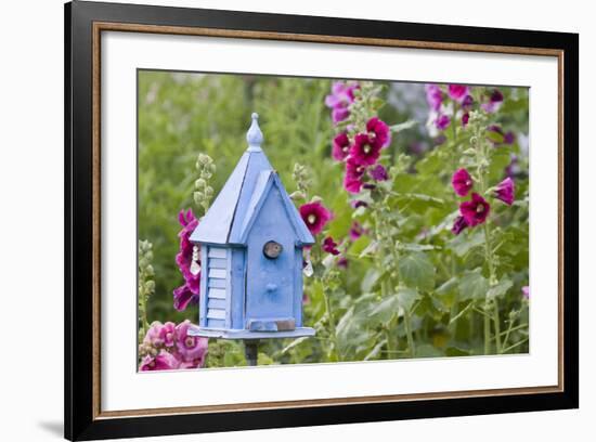 House Wren at Blue Nest Box Near Hollyhocks. Marion, Illinois, Usa-Richard ans Susan Day-Framed Photographic Print