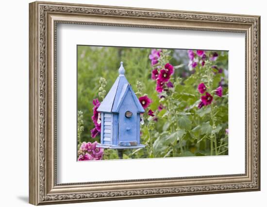 House Wren at Blue Nest Box Near Hollyhocks. Marion, Illinois, Usa-Richard ans Susan Day-Framed Photographic Print