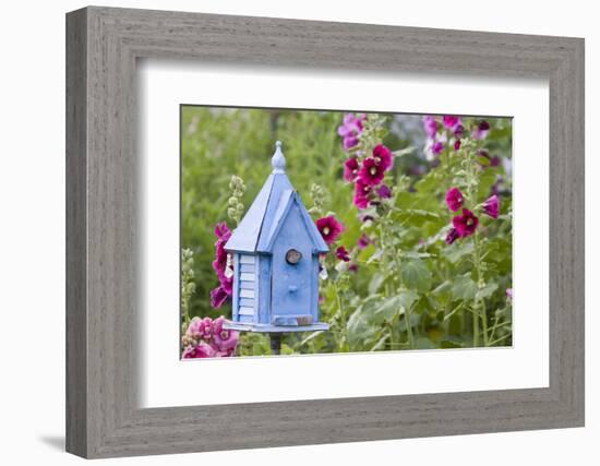 House Wren at Blue Nest Box Near Hollyhocks. Marion, Illinois, Usa-Richard ans Susan Day-Framed Photographic Print