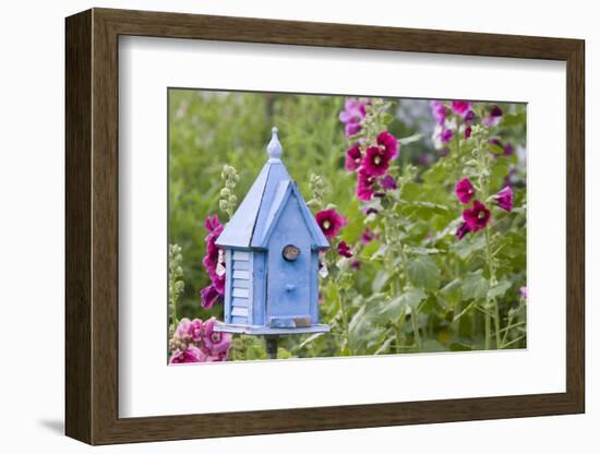 House Wren at Blue Nest Box Near Hollyhocks. Marion, Illinois, Usa-Richard ans Susan Day-Framed Photographic Print