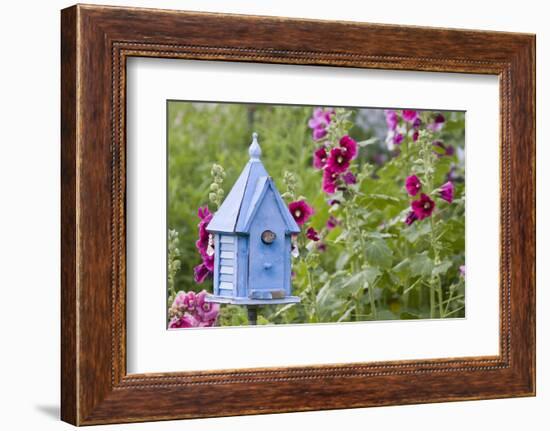 House Wren at Blue Nest Box Near Hollyhocks. Marion, Illinois, Usa-Richard ans Susan Day-Framed Photographic Print