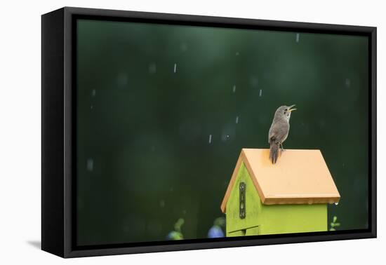 House Wren, male singing in the rain on nest box, Illinois-Richard & Susan Day-Framed Premier Image Canvas