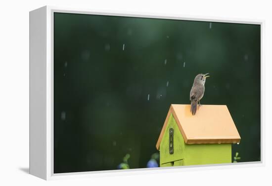 House Wren, male singing in the rain on nest box, Illinois-Richard & Susan Day-Framed Premier Image Canvas
