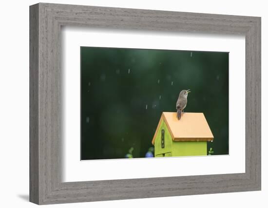 House Wren, male singing in the rain on nest box, Illinois-Richard & Susan Day-Framed Photographic Print