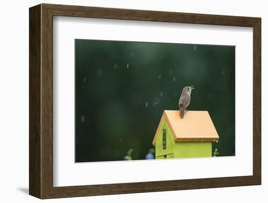 House Wren, male singing in the rain on nest box, Illinois-Richard & Susan Day-Framed Photographic Print