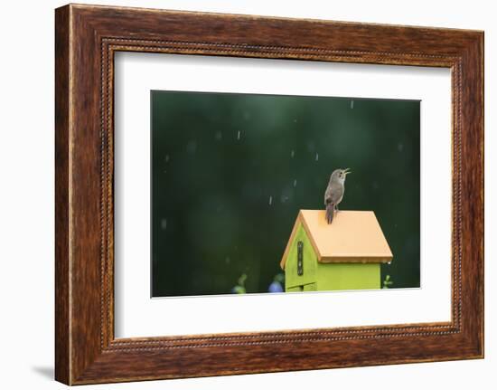 House Wren, male singing in the rain on nest box, Illinois-Richard & Susan Day-Framed Photographic Print