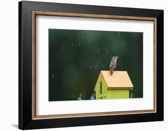 House Wren, male singing in the rain on nest box, Illinois-Richard & Susan Day-Framed Photographic Print