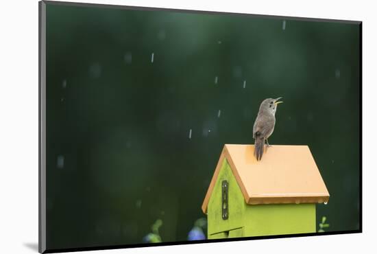 House Wren, male singing in the rain on nest box, Illinois-Richard & Susan Day-Mounted Photographic Print