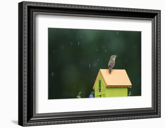 House Wren, male singing in the rain on nest box, Illinois-Richard & Susan Day-Framed Photographic Print