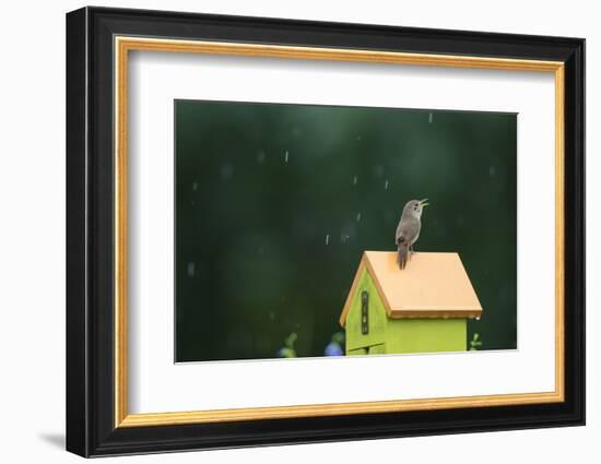 House Wren, male singing in the rain on nest box, Illinois-Richard & Susan Day-Framed Photographic Print