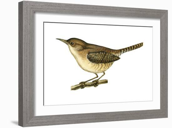 House Wren (Troglodytes Aedon), Birds-Encyclopaedia Britannica-Framed Art Print