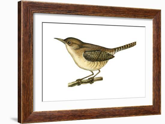 House Wren (Troglodytes Aedon), Birds-Encyclopaedia Britannica-Framed Art Print