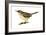House Wren (Troglodytes Aedon), Birds-Encyclopaedia Britannica-Framed Art Print
