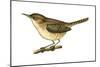 House Wren (Troglodytes Aedon), Birds-Encyclopaedia Britannica-Mounted Art Print