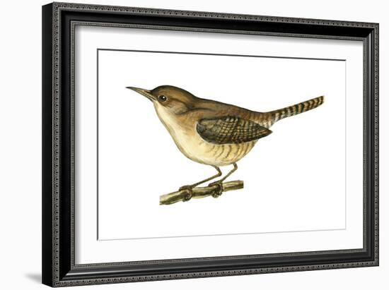 House Wren (Troglodytes Aedon), Birds-Encyclopaedia Britannica-Framed Art Print