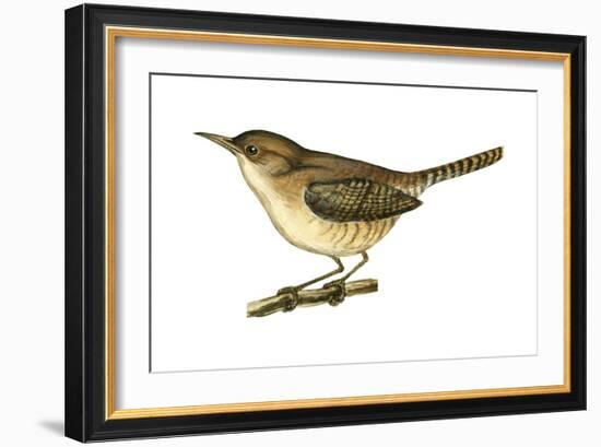 House Wren (Troglodytes Aedon), Birds-Encyclopaedia Britannica-Framed Art Print