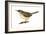 House Wren (Troglodytes Aedon), Birds-Encyclopaedia Britannica-Framed Art Print