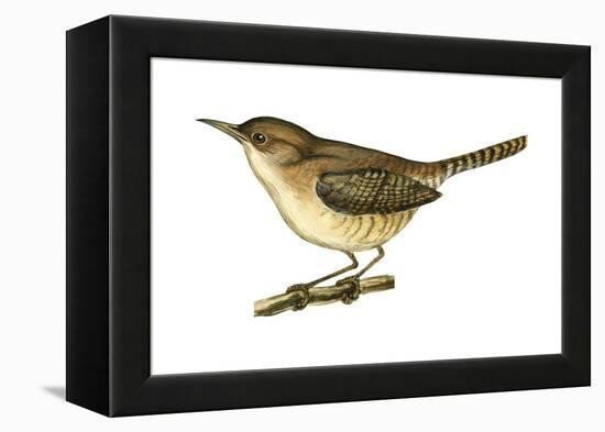 House Wren (Troglodytes Aedon), Birds-Encyclopaedia Britannica-Framed Stretched Canvas