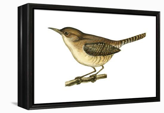 House Wren (Troglodytes Aedon), Birds-Encyclopaedia Britannica-Framed Stretched Canvas