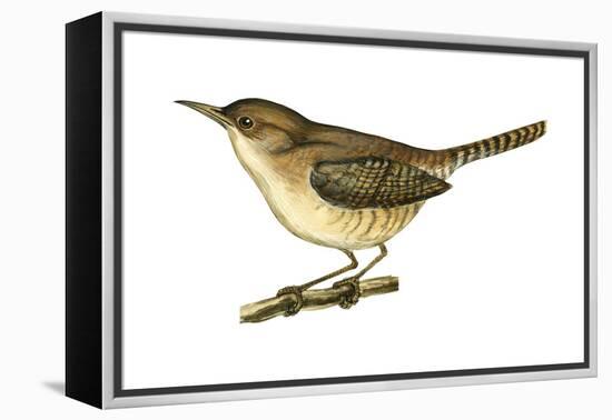 House Wren (Troglodytes Aedon), Birds-Encyclopaedia Britannica-Framed Stretched Canvas
