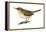 House Wren (Troglodytes Aedon), Birds-Encyclopaedia Britannica-Framed Stretched Canvas
