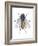 Housefly (Musca Domestica), Insects-Encyclopaedia Britannica-Framed Art Print