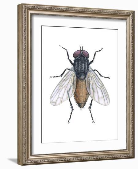 Housefly (Musca Domestica), Insects-Encyclopaedia Britannica-Framed Art Print