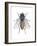 Housefly (Musca Domestica), Insects-Encyclopaedia Britannica-Framed Art Print