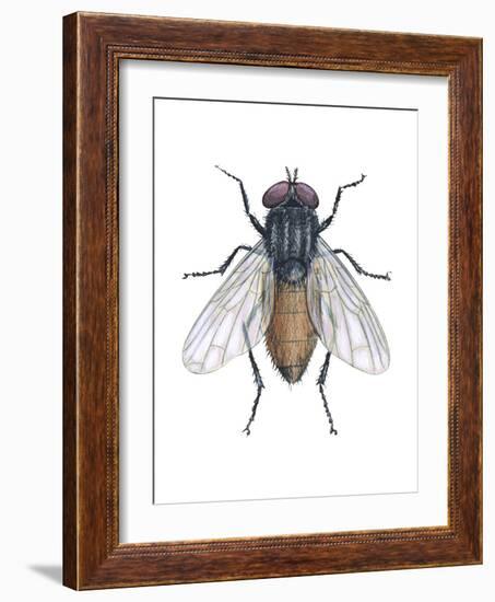 Housefly (Musca Domestica), Insects-Encyclopaedia Britannica-Framed Art Print