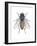 Housefly (Musca Domestica), Insects-Encyclopaedia Britannica-Framed Art Print