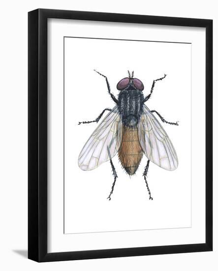 Housefly (Musca Domestica), Insects-Encyclopaedia Britannica-Framed Art Print