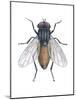 Housefly (Musca Domestica), Insects-Encyclopaedia Britannica-Mounted Art Print