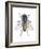 Housefly (Musca Domestica), Insects-Encyclopaedia Britannica-Framed Art Print