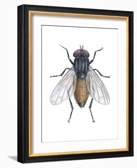 Housefly (Musca Domestica), Insects-Encyclopaedia Britannica-Framed Art Print