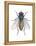 Housefly (Musca Domestica), Insects-Encyclopaedia Britannica-Framed Stretched Canvas