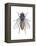 Housefly (Musca Domestica), Insects-Encyclopaedia Britannica-Framed Stretched Canvas