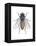 Housefly (Musca Domestica), Insects-Encyclopaedia Britannica-Framed Stretched Canvas