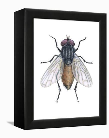 Housefly (Musca Domestica), Insects-Encyclopaedia Britannica-Framed Stretched Canvas