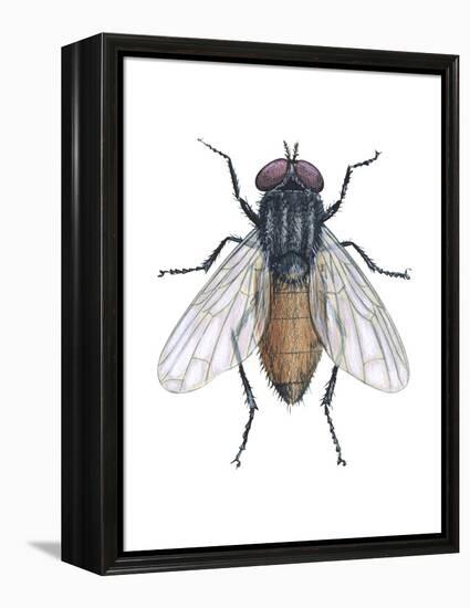 Housefly (Musca Domestica), Insects-Encyclopaedia Britannica-Framed Stretched Canvas