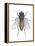 Housefly (Musca Domestica), Insects-Encyclopaedia Britannica-Framed Stretched Canvas