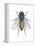 Housefly (Musca Domestica), Insects-Encyclopaedia Britannica-Framed Stretched Canvas