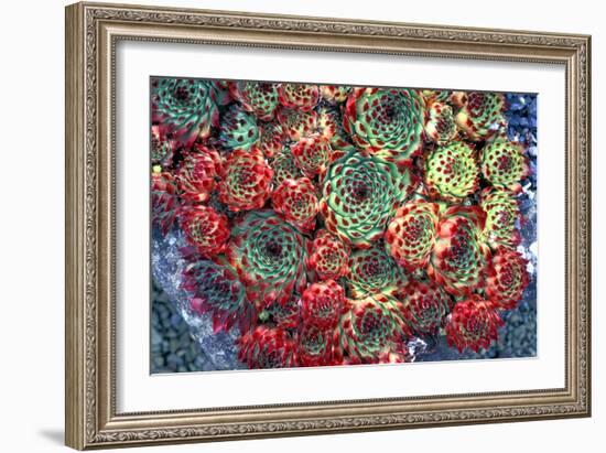 Houseleek Plants-Dr. Keith Wheeler-Framed Photographic Print