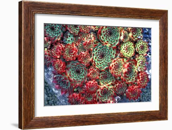 Houseleek Plants-Dr. Keith Wheeler-Framed Photographic Print