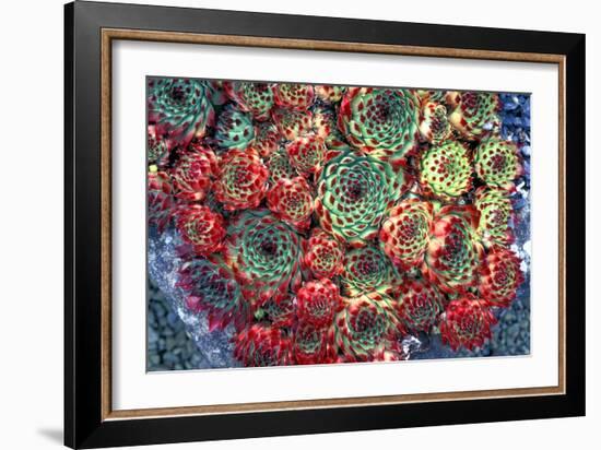 Houseleek Plants-Dr. Keith Wheeler-Framed Photographic Print