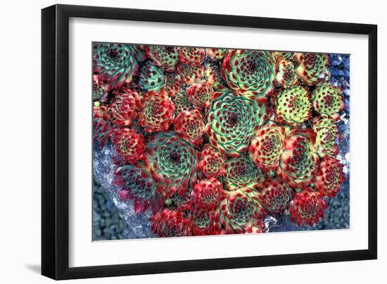 Houseleek Plants-Dr. Keith Wheeler-Framed Photographic Print