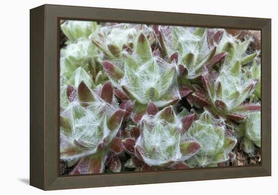 Houseleek Rosettes-Archie Young-Framed Premier Image Canvas